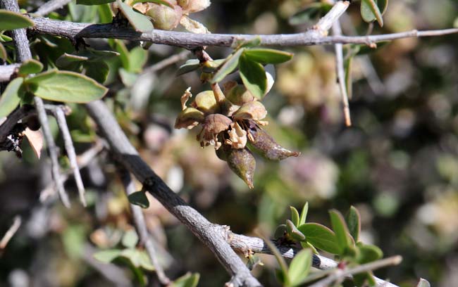 Crossosoma bigelovii, Ragged Rockflower, Southwest Desert Flora